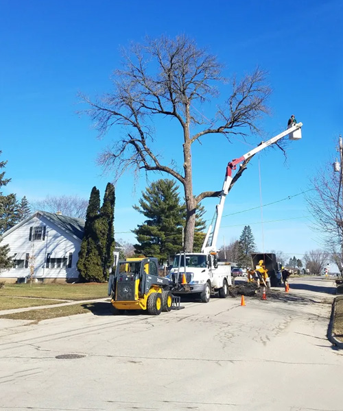 tree care service section image